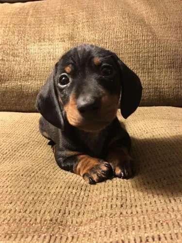 Filhotes salsichinhas linguicinha dACHSHUND 