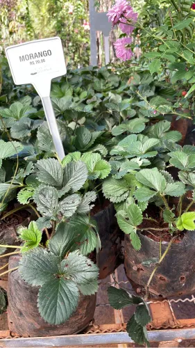 Muda de Morango 