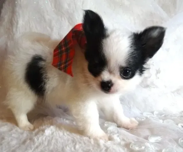 Filhote de Chihuahua criado com supervisão veterinária