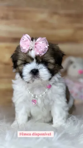 Shih tzu fêmea mini
