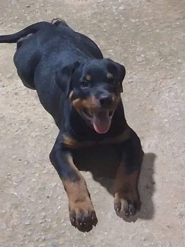 Vende-se filhote de Rotteweiler padrão da raça