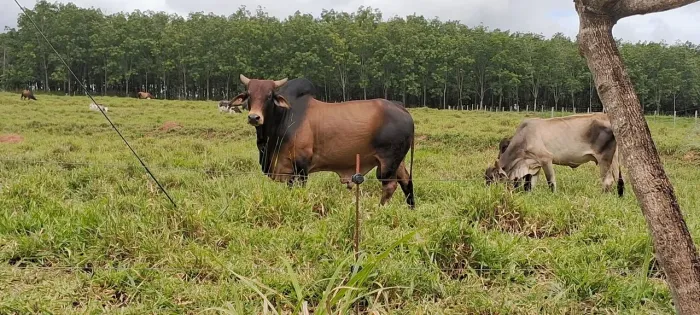 VACAS SEGUNDA CRIA PRENHES DE BOI SINDI