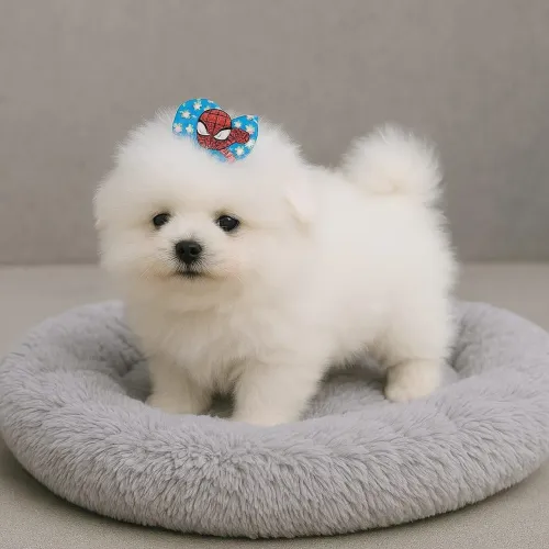 Lulu da Pomerânia ursinho