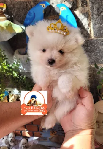 Spitz fofinhos ursinhos