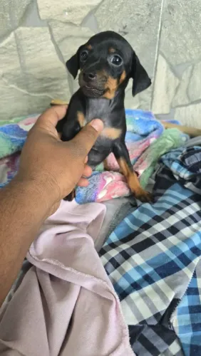 Pinscher