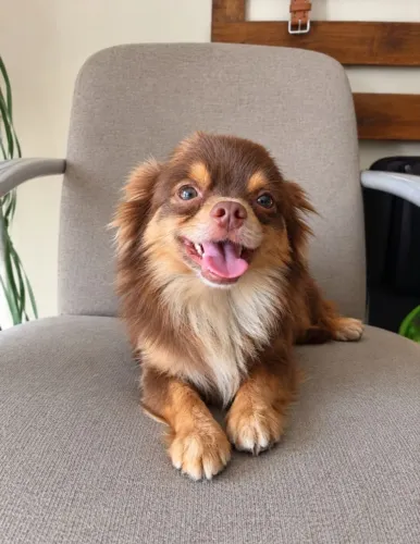 Chihuahua macho pelo longo 