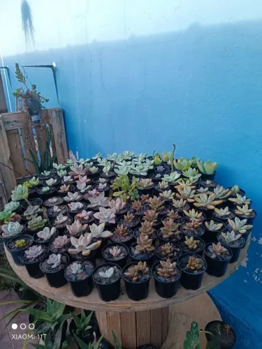 Suculentas, mini suculentas,  Gibifloras e Cactos
