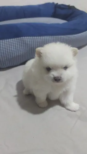 Lindos Bbs de Lulu da Pomerania