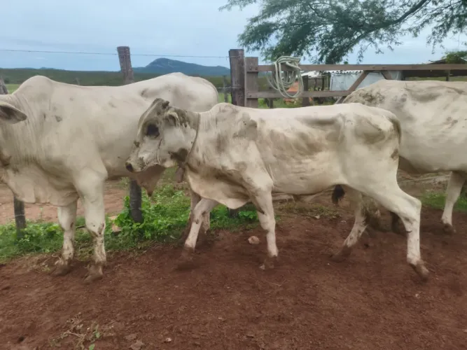 Garrotes, gado, nelore 