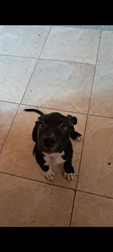 Vendo filhote de Américan Pitt Bull terrie