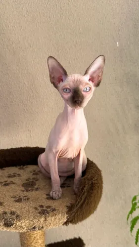 Sphynx Fêmeas Filhotes
