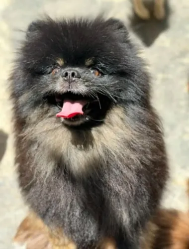 Disponível para Cruza.  Com pedigree 