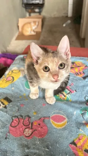Doa se dois gatinhos um macho e uma fêmea
