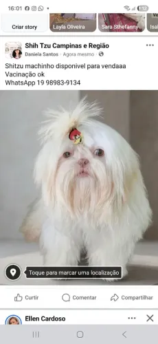 Macho shitzu
