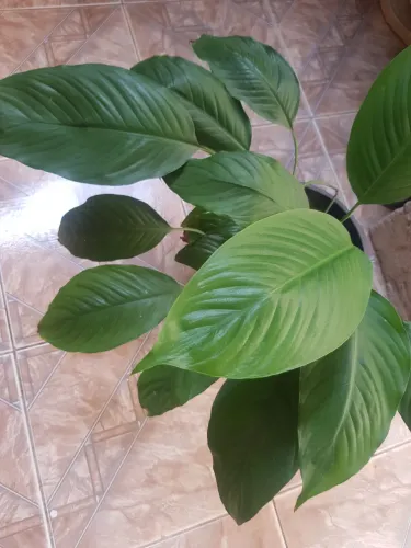 Planta muito bem cuidada com terra orgânica