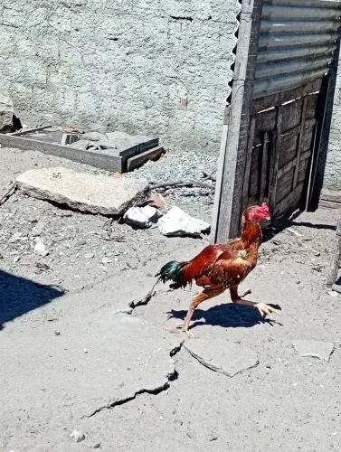 Frango de raça pura