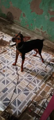 Vendo Pincher 