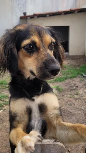 Cachorrinha para doação, dou 50$ para levar ela direto pro pet e tomar um banhozinho.