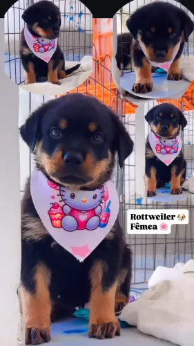 Rottweiler cabeça de Touro com pedigree