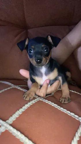 Filhote Pinscher macho original 