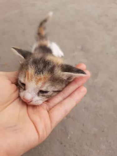 doação gatinha filhote