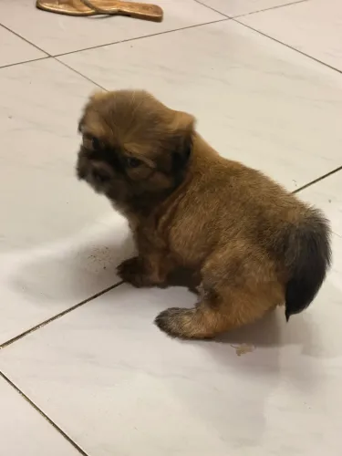 Filhote de shih tizu