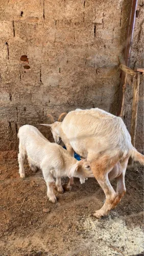 Cabra Sannen com filhote