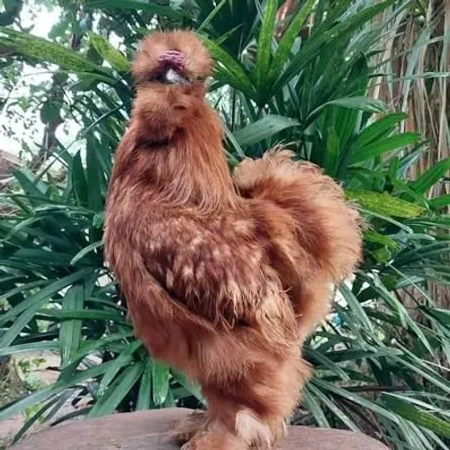Franguinhos sedosa do Japão