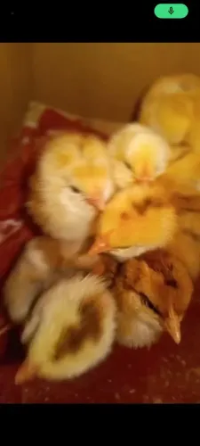 pintinhos Brahma