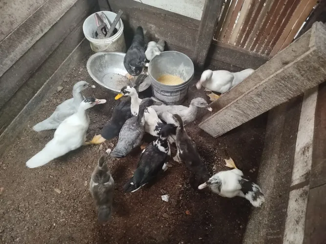 PATINHOS todos tamanhos de raça