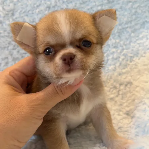 Chihuahua macho Pêlo curto. Um companheiro Leal e Elegante!!!