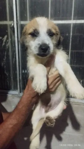 Doação filhotes cachorro