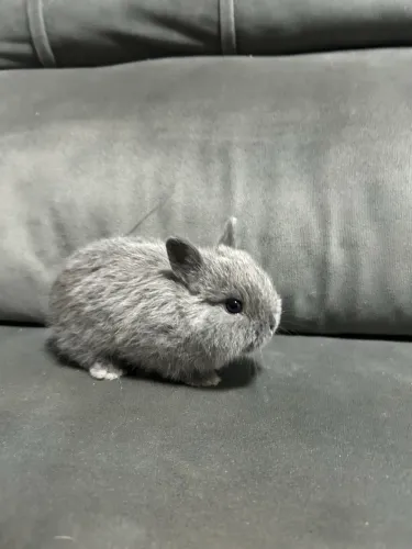 Coelhos 