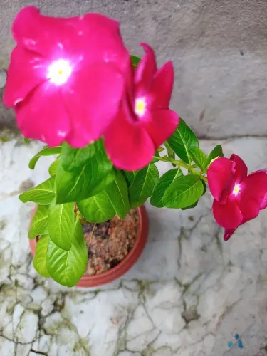 PLANTA VINCA.Muda no vaso plástico pequeno de 10 cm.