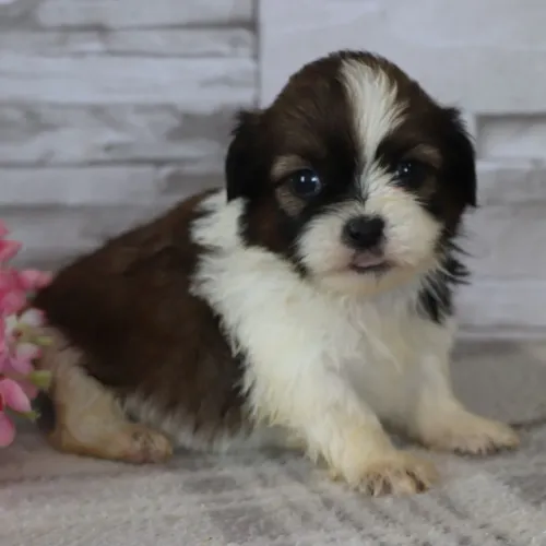 Shih tzu: O companheiro perfeito para quem ama um bom chamengo.