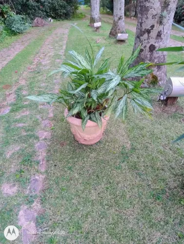 1 Vaso de planta