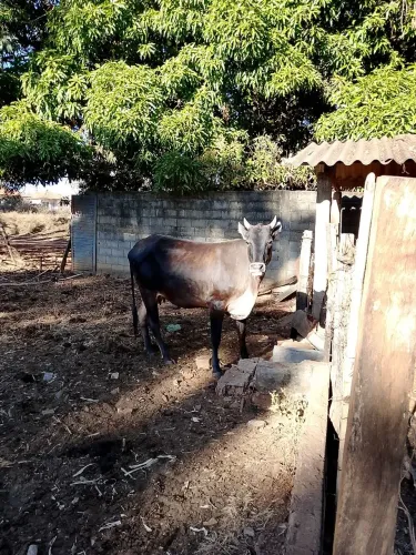 Vendo novilha 