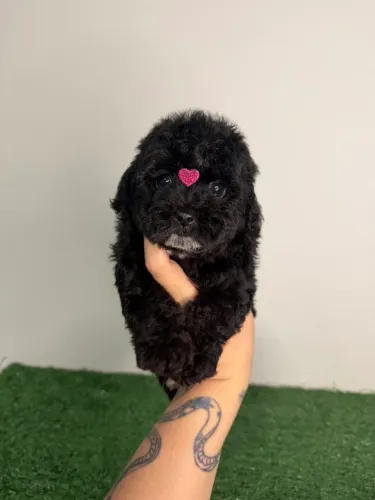 poodle toy