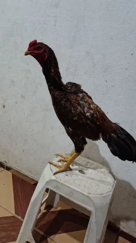 Vendo frangos carioca 