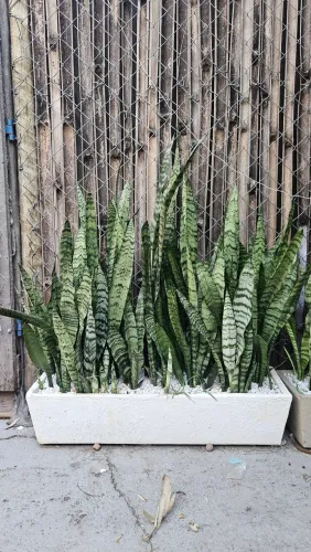 Canteiro de planta
