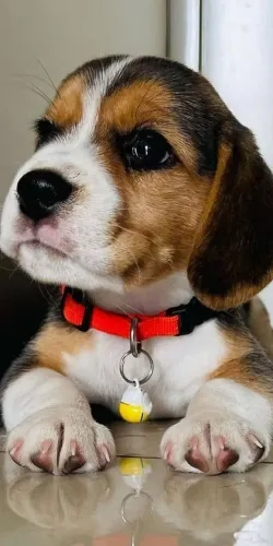 Beagle Para quem quer encontrar um cachorro realmente especial