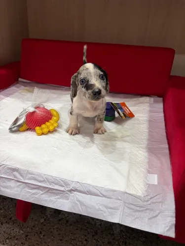 Disponível para venda, filhote de cachorro
