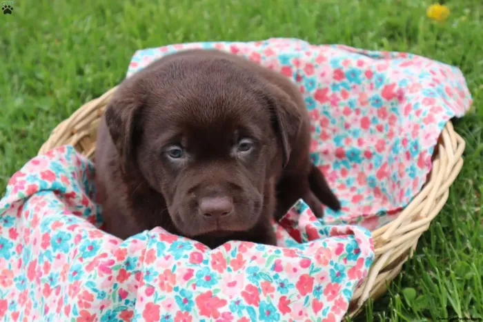 Labrador Chocolate lindo esperando uma família
