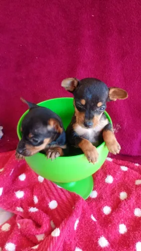 Pinscher 00 WhatsApp *