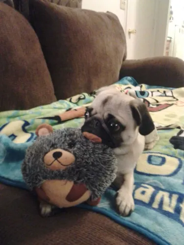 Pug Cachorrinho esperando por novos contatos