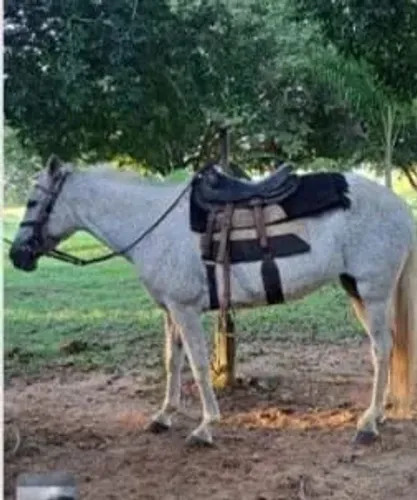 Cavalo