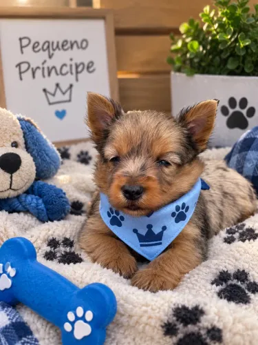 Super lindinho! Filhotes de Yorkshire merle macho
