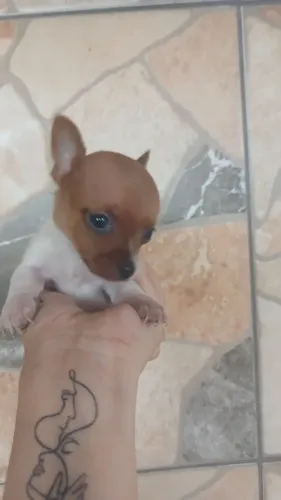 Pincher fêmea e 2 machos