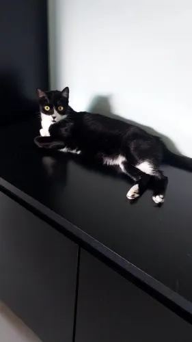 Doação Gatos