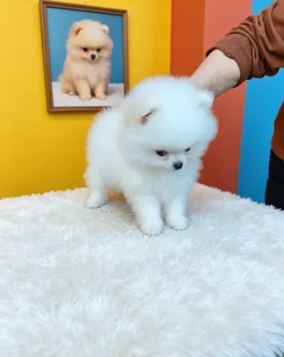 Spitz Alemão Belíssimo Exemplar